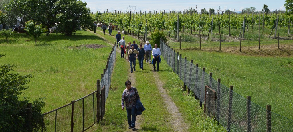 IN ARRIVO LA NOSTRA CLASSICA “CAMMINATA” TRA LE COLLINE DI SAN MICHELE